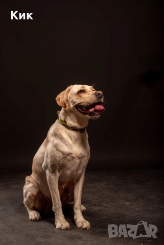 Чистокръвен Лабрадор Ретривър , снимка 9 - Лабрадор ретривър - 52497731