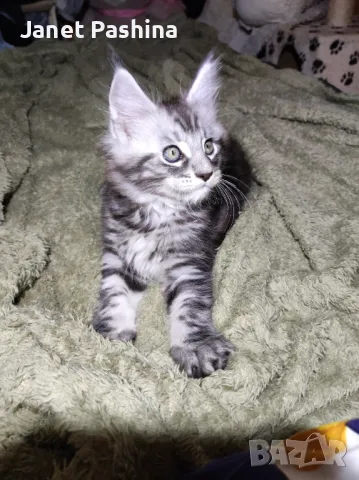 Чистокръвни Мейн Куун котенца , снимка 7 - Мейн кун - 48431594