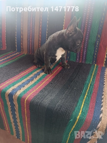 френски булдог , снимка 5 - Френски булдог - 52970248