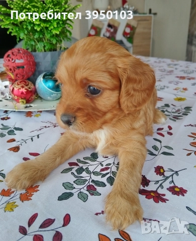 Кавапу/Мини пудел, снимка 7 - Пудели - 52583145