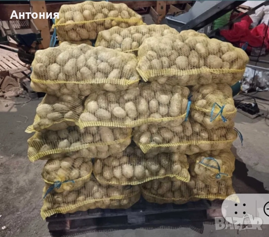 Продавам картофи сорт " Сорая"