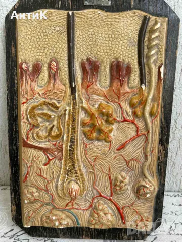 Соц Анатомичен Учебен Макет Модел Учтехпром, снимка 4 - Антикварни и старинни предмети - 47947408