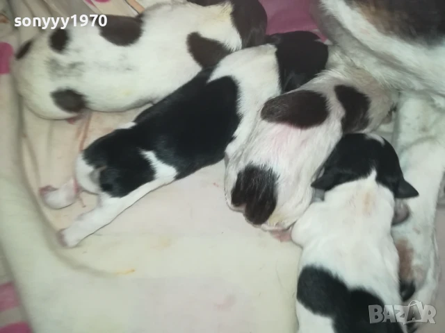 ДЖАК РЪСЕЛ БЕБЕТА-РОДЕНИ 11.08.25г 1208251833, снимка 8 - Джак ръсел териер - 51343492