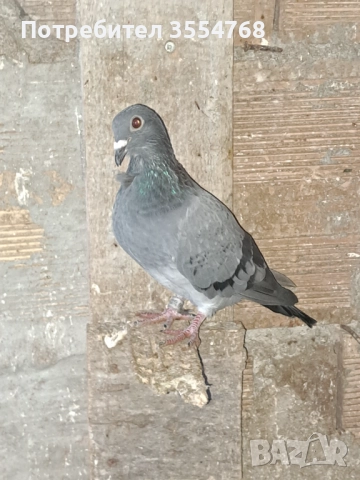 Продавам спортни гълъби , снимка 7 - Гълъби - 52022600