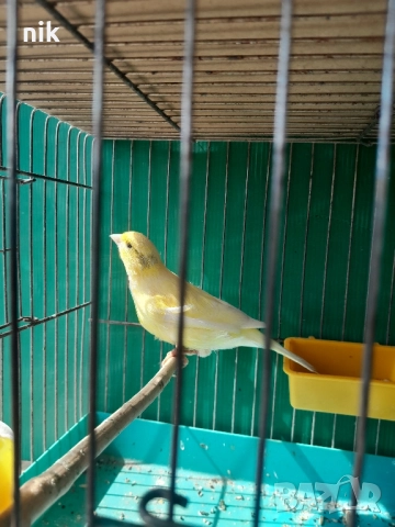 Канарче"Орфей", снимка 2 - За птици - 51832475