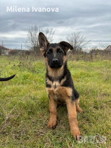 Немски овчарки от легитимен развъдник 