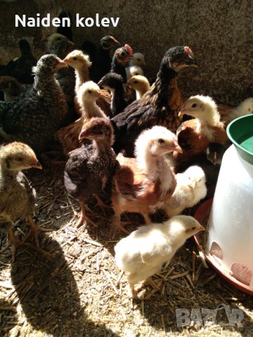 Пилета, еднодневни Бройлери и пъдпъдъци, снимка 4 - други­ - 32977740