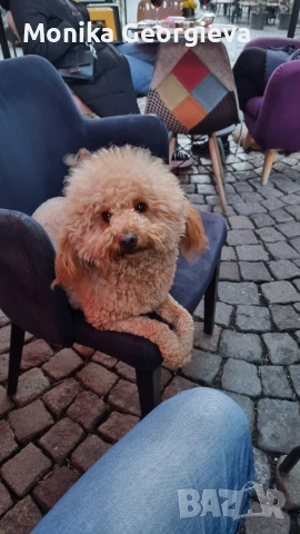 Продавам Пуделчета , снимка 4 - Пудели - 52693999
