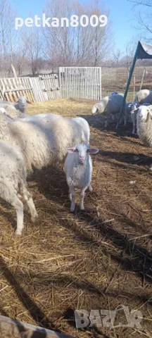 Продавам агнета, снимка 1