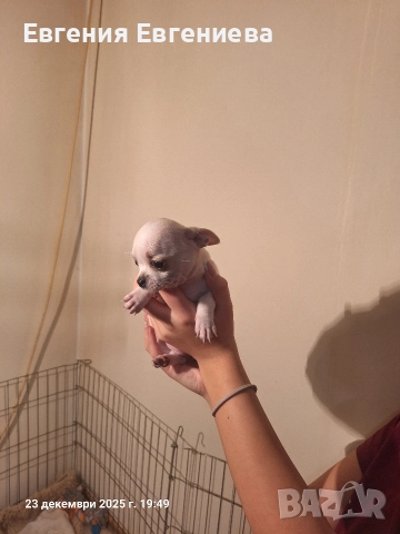 Мини чихуахуа,две момчета и две момичета., снимка 4 - Чихуахуа - 52887110