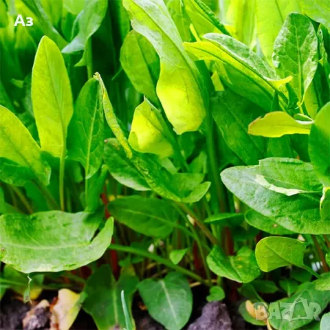 Продавам Киселец - семена, реколта 2025 г., снимка 3 - Други стоки за дома - 47316651