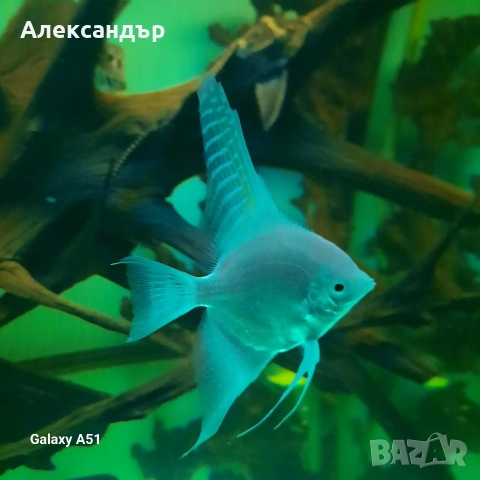 рибки и аквариум, снимка 3 - Рибки - 53109167