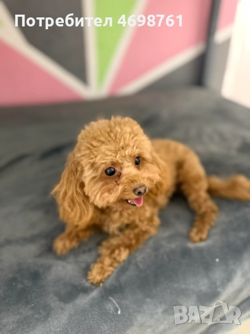 Той пудел, снимка 5 - Пудели - 52968261