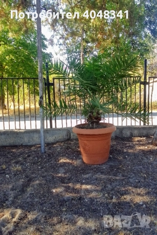 Големи Финикови палми , снимка 3 - Градински цветя и растения - 52533347