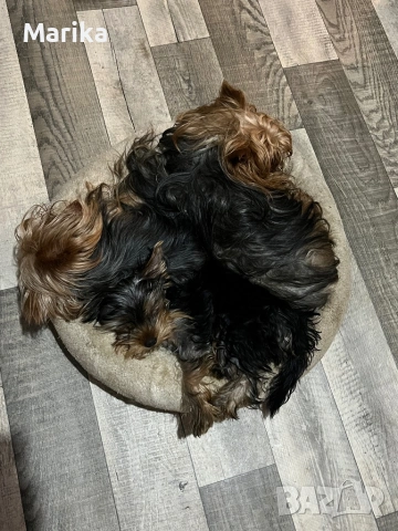 Йоркширски териер продавам, снимка 3 - Други - 53321665