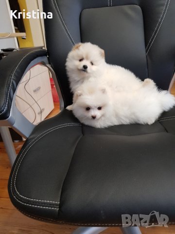 Померан померани померанчета, снимка 2 - Померан - 43700649