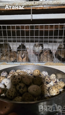 яйца от пъдпъдъци, снимка 4 - За птици - 52505334