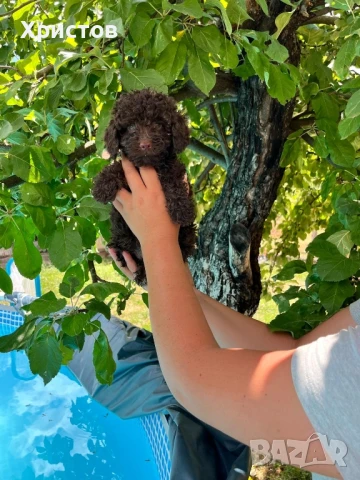 мини пудели търсят гриживни стопани