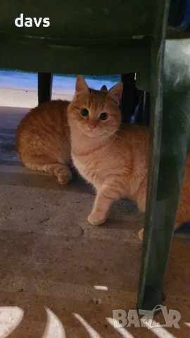 Дом за млади котета - остават сами на произвола на съдбата, снимка 12 - Други - 53050188