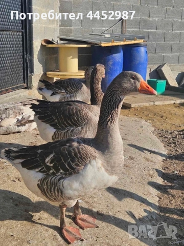 Гъски и патки, снимка 3 - Патици и гъски - 52509304