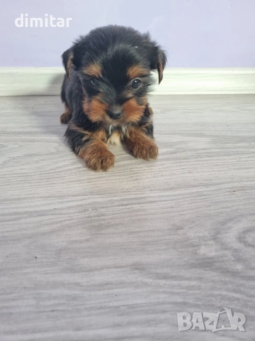 Йоркшир териер , снимка 2 - Йоркширски териер - 53053770