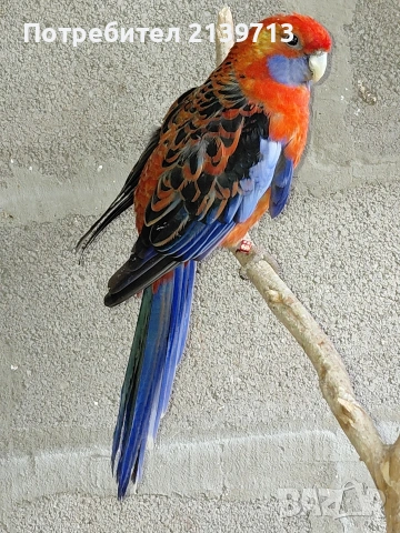 Продавам папагал пенантова розела, снимка 7 - Папагали - 51671575