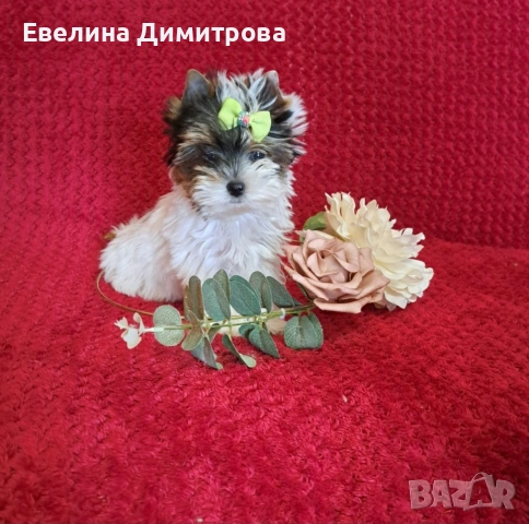 Йоркширски териер бивер момиче