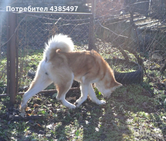 Мъжко Акита ину, снимка 2 - Акита - 53139835