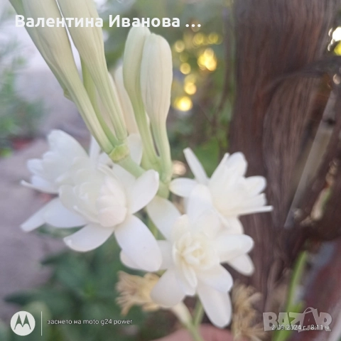 тубероза , снимка 1