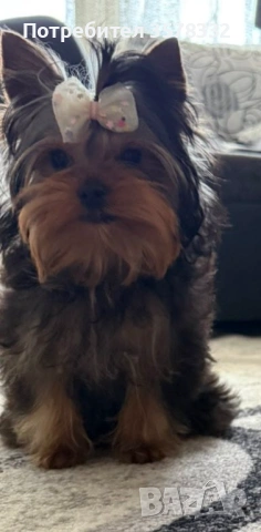 Йоркширски териер 