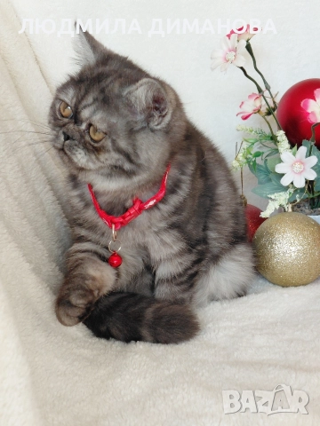 Персийско екзотично момиче. , снимка 2 - Персийска - 52690091