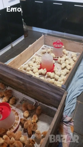 пилета, снимка 5 - Кокошки и пуйки - 49762588