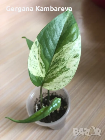 Epipremnum pinnatum Marble 