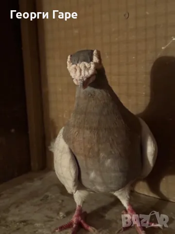 Бг изложбени пощенски гълъби, снимка 4 - Гълъби - 49337384