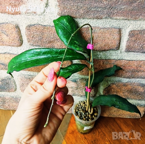 Хоя. Hoya clemensiorum ss 27-70, снимка 4 - Стайни растения - 52641045