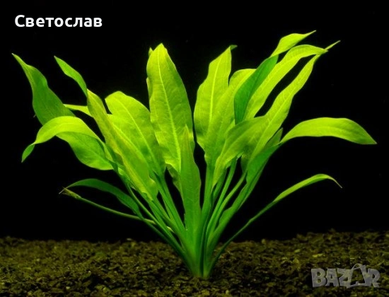 Аквариумни растения