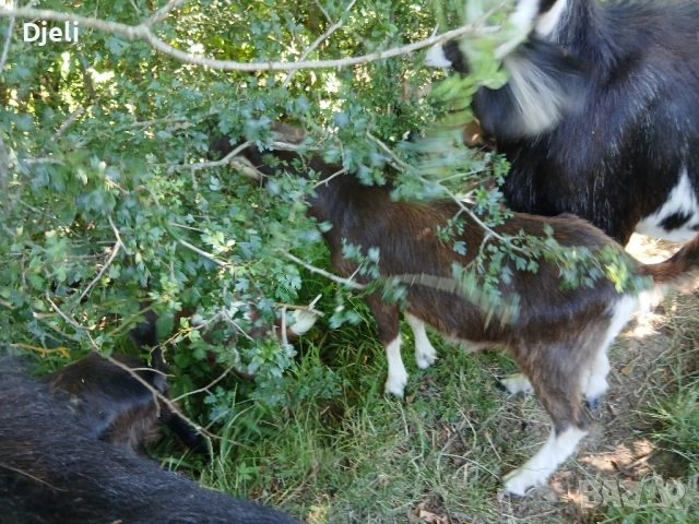 продавам кози и ярета, снимка 5 - Кози - 51835332