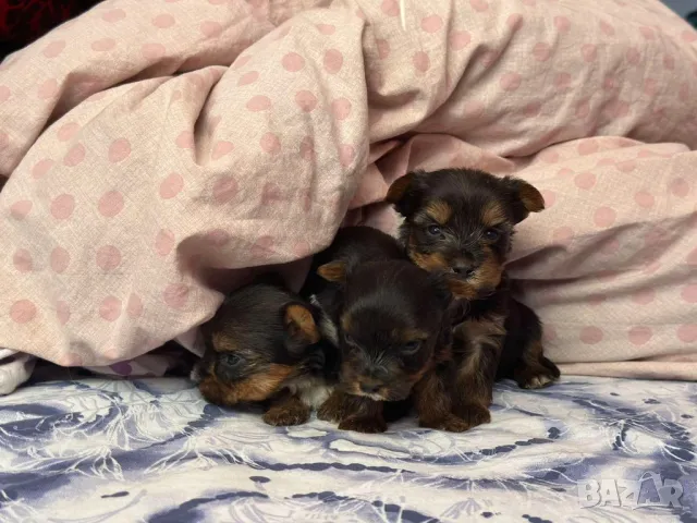 Йоркширски териер , снимка 4 - Йоркширски териер - 48383619