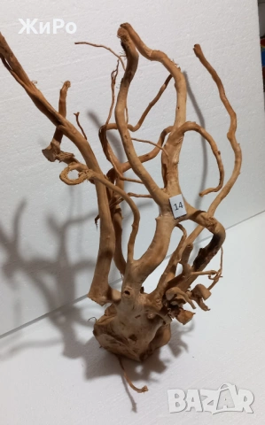 Корен от Азалия /декорация/ 14, снимка 3 - Други - 48578072