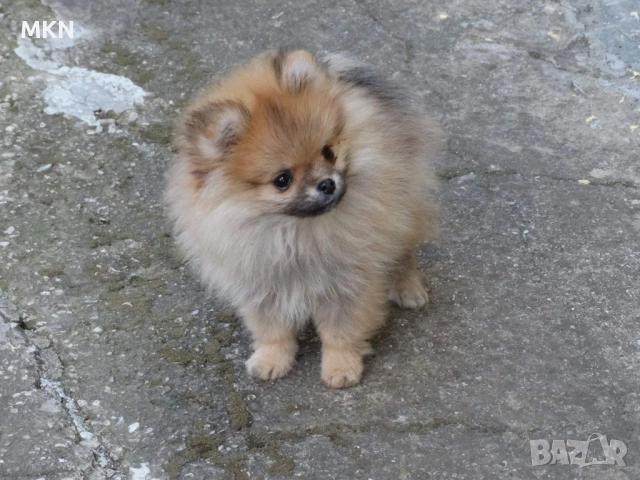 Померан, снимка 4 - Померан - 51940550