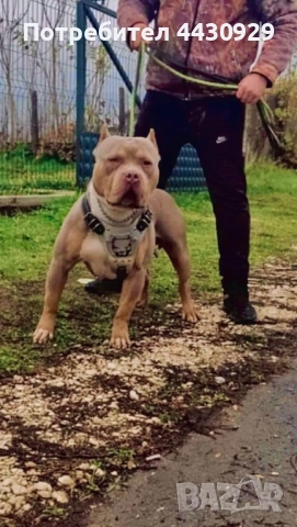 American bully XL, снимка 6 - Други - 52679454