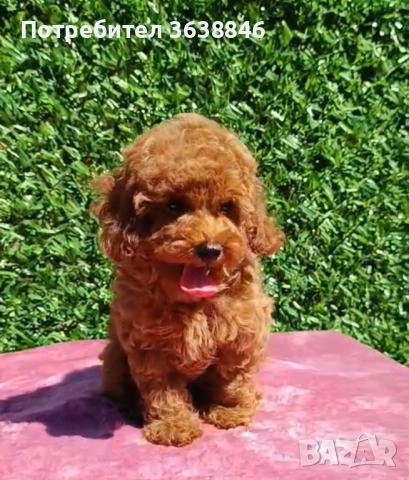 Той пудел, снимка 2 - Пудели - 51568574