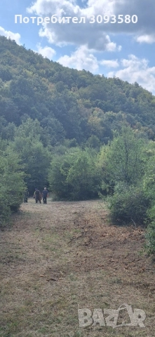 почистване на захрастени терени и пасища с мулчер , снимка 5 - Други услуги - 50996689