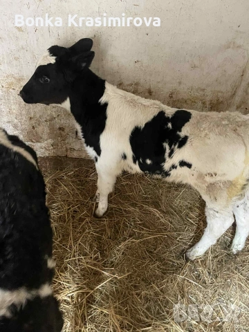 4 женски 1 мъжко , снимка 4 - Крави - 53291855