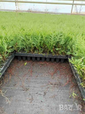 Туя Смарагд, Даника, друг в мултиплейта, снимка 1