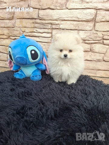 Померан мъжки и женски 