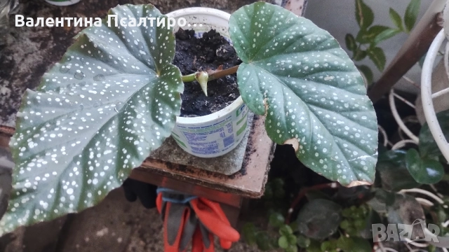 Кралска бегония