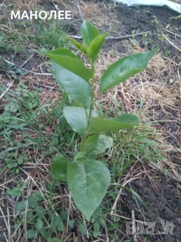 Вишни, снимка 2 - Градински цветя и растения - 52145498