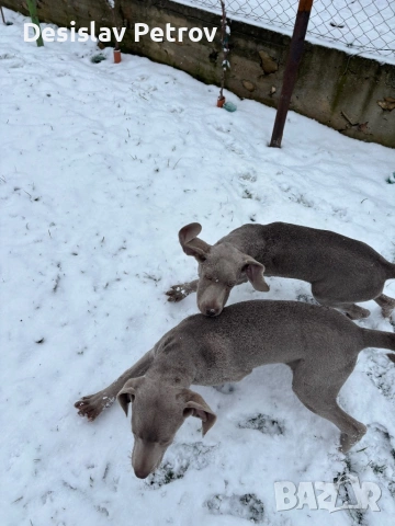 Ваймаранери , снимка 4 - Ваймаранер - 52127018