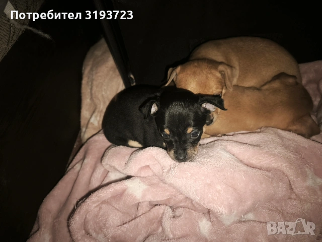Малки пинчери бебета, снимка 3 - Пинчер - 53383854